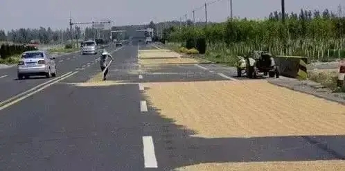 沥青道路上晒麦子有危害吗？